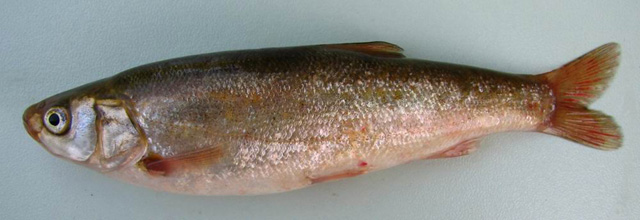 Pseudophoxinus fahrettini