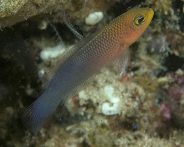 Pseudochromis aurulentus