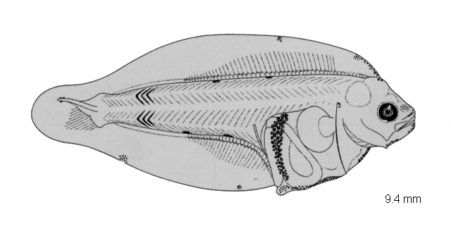Psettichthys melanostictus