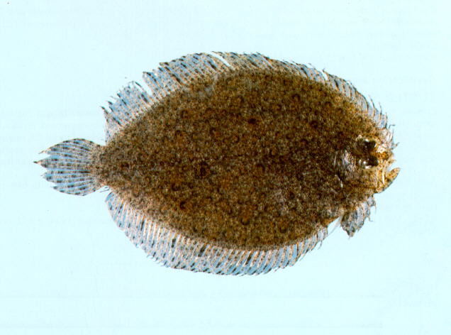 Psammodiscus ocellatus