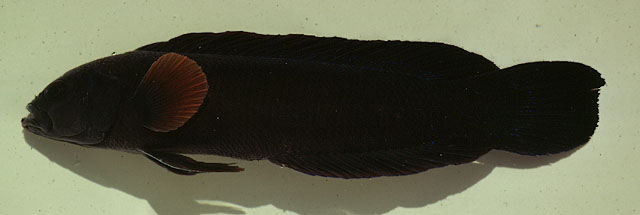 Pseudochromis omanensis