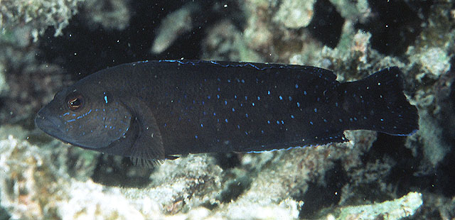 Pseudochromis persicus