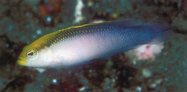 Pseudochromis pictus