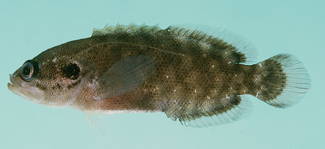 Pseudogramma polyacantha