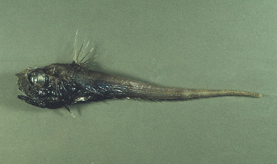 Pseudocetonurus septifer