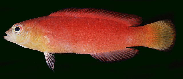 Pseudochromis luteus