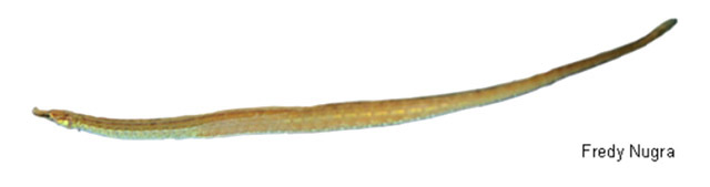 Pseudophallus starksii