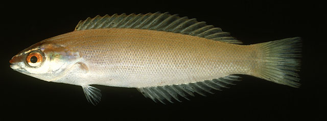 Pseudocoris yamashiroi