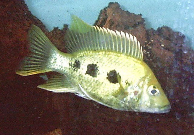 Ptychochromis grandidieri