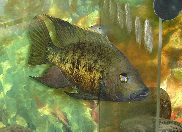 Ptychochromis grandidieri