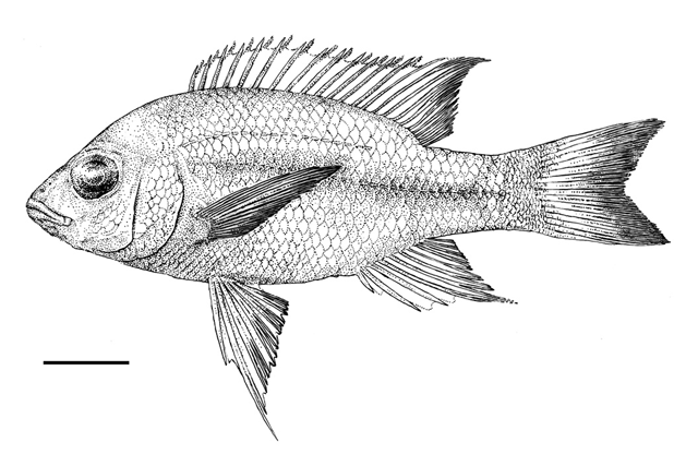 Ptychochromis insolitus