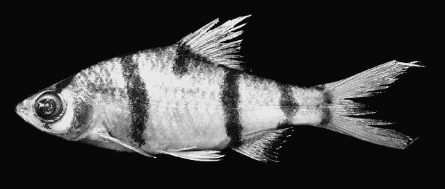 Systomus endecanalis