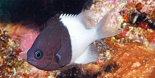 Pycnochromis iomelas