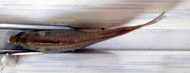 Rhodeus ocellatus