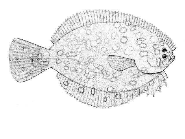 Rhombosolea retiaria