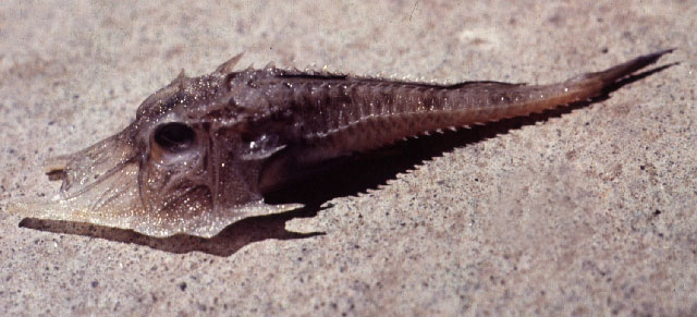 Satyrichthys laticeps