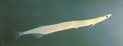 Salanx prognathus