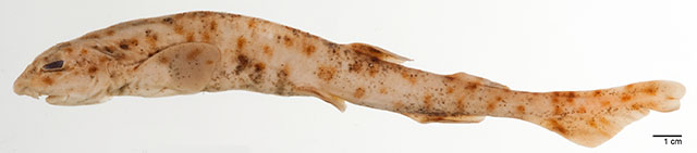 Scyliorhinus garmani