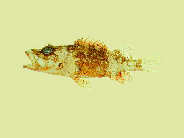 Scorpaenodes minor