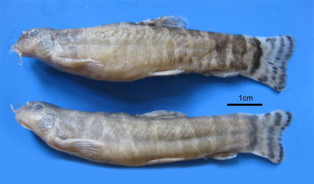 Oxynoemacheilus namiri