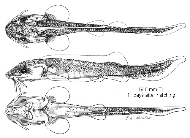 Scaphirhynchus platorynchus