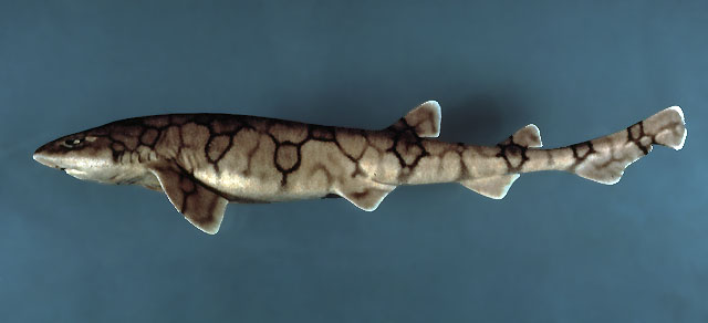 Scyliorhinus retifer
