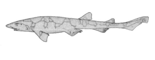 Scyliorhinus retifer