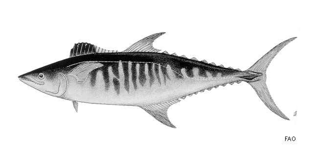 Scomberomorus semifasciatus