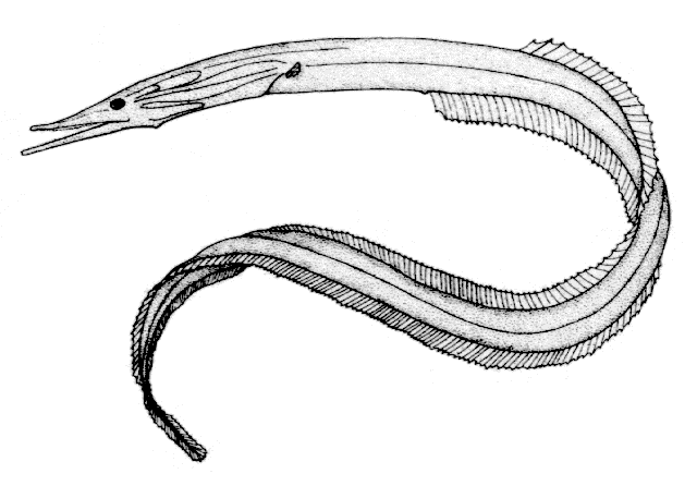 Serrivomer lanceolatoides