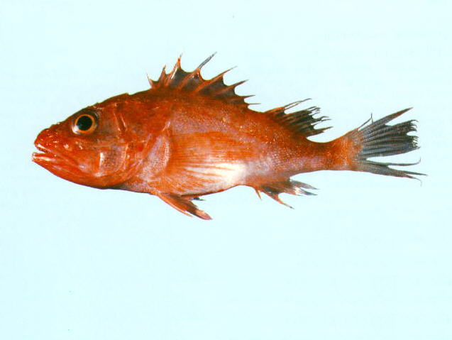 Lythrichthys longimanus