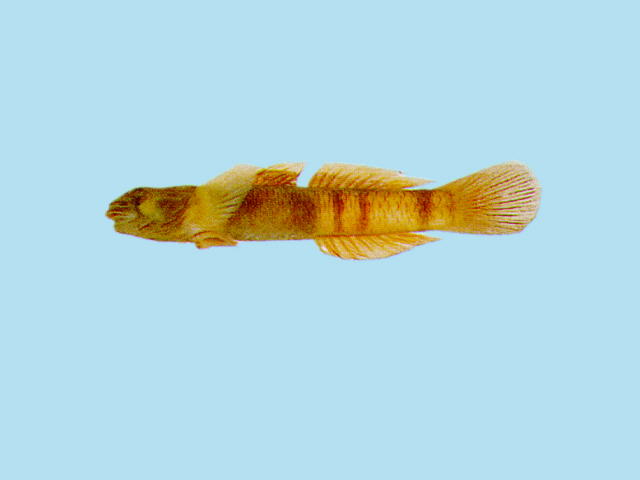Sicyopus zosterophorus