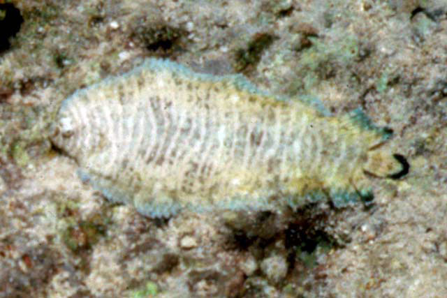 Soleichthys dori