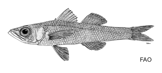 Sphyraenops bairdianus