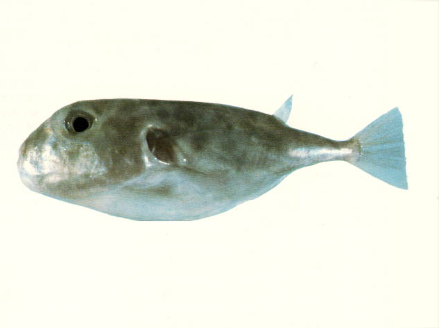 Sphoeroides pachygaster