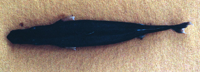 Squaliolus laticaudus