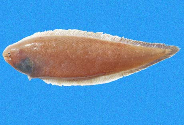 Symphurus elongatus
