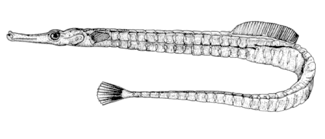 Syngnathus fuscus