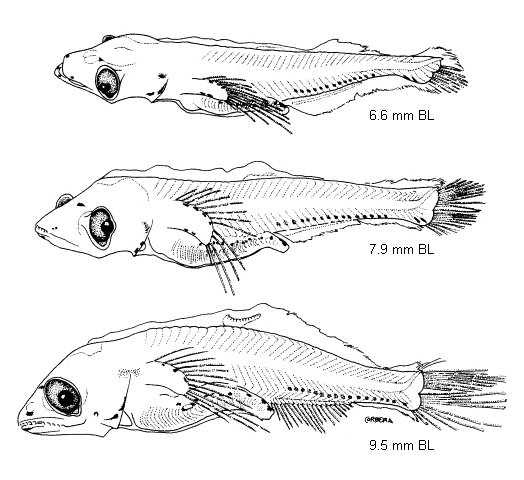 Symbolophorus kreffti