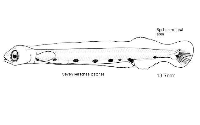 Synodus lucioceps