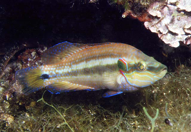 Symphodus ocellatus