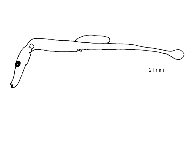 Syngnathus typhle
