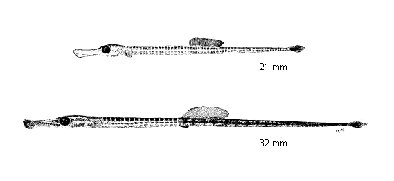Syngnathus typhle