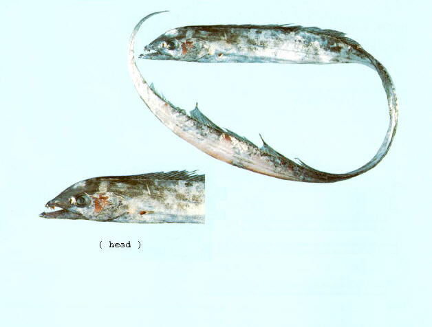 Tentoriceps cristatus