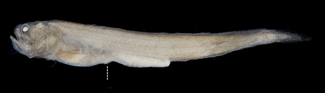 Timorichthys angustus