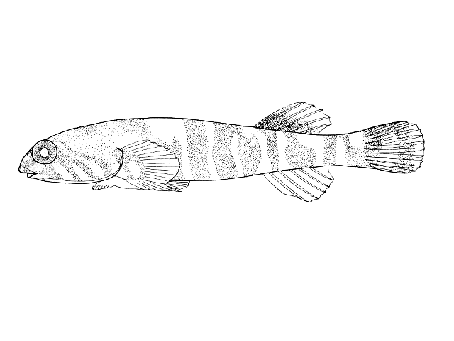 Tomicodon fasciatus