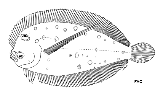 Tosarhombus longimanus