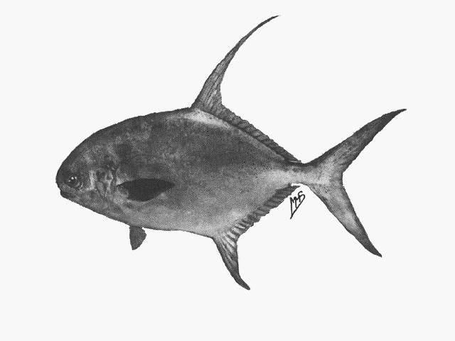 Trachinotus blochii
