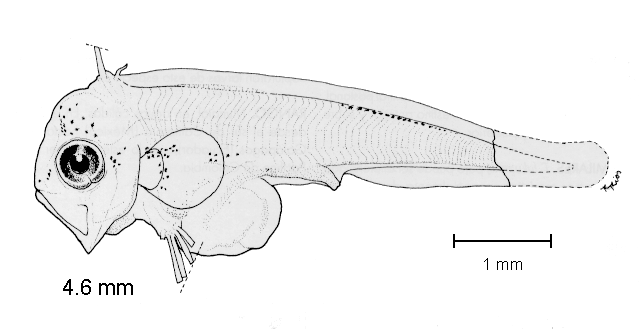 Trachipterus fukuzakii