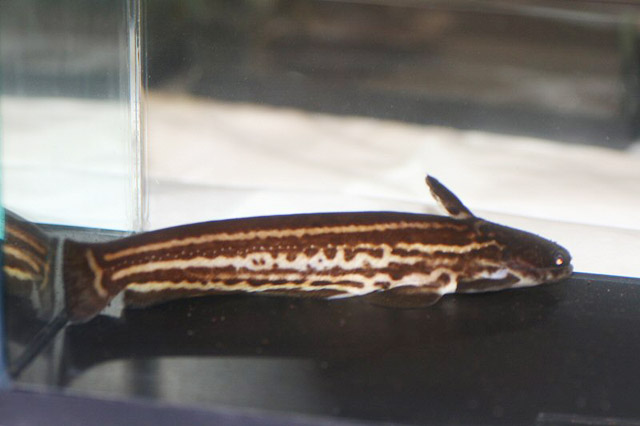 Trachelyopterichthys taeniatus