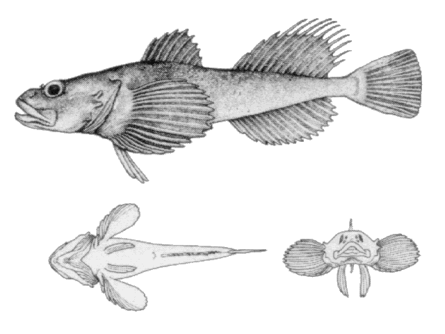 Myoxocephalus thompsonii